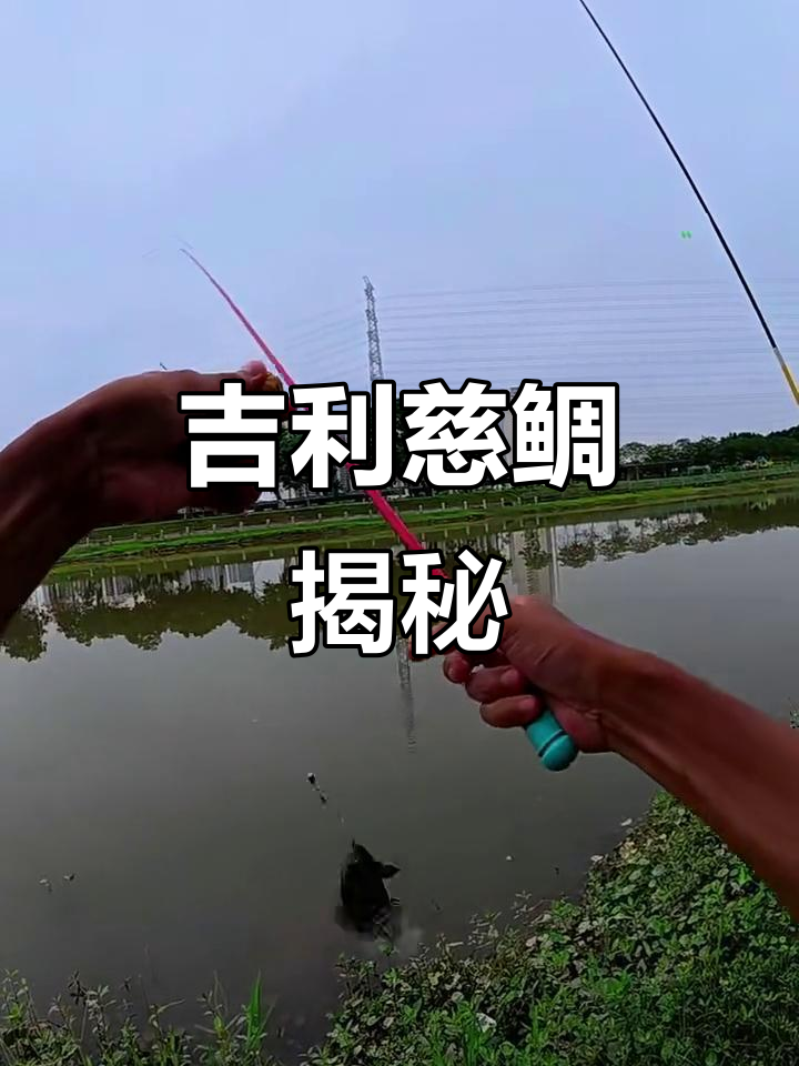 吉利慈鲷：一种独特的水中生物，探索它的魅力