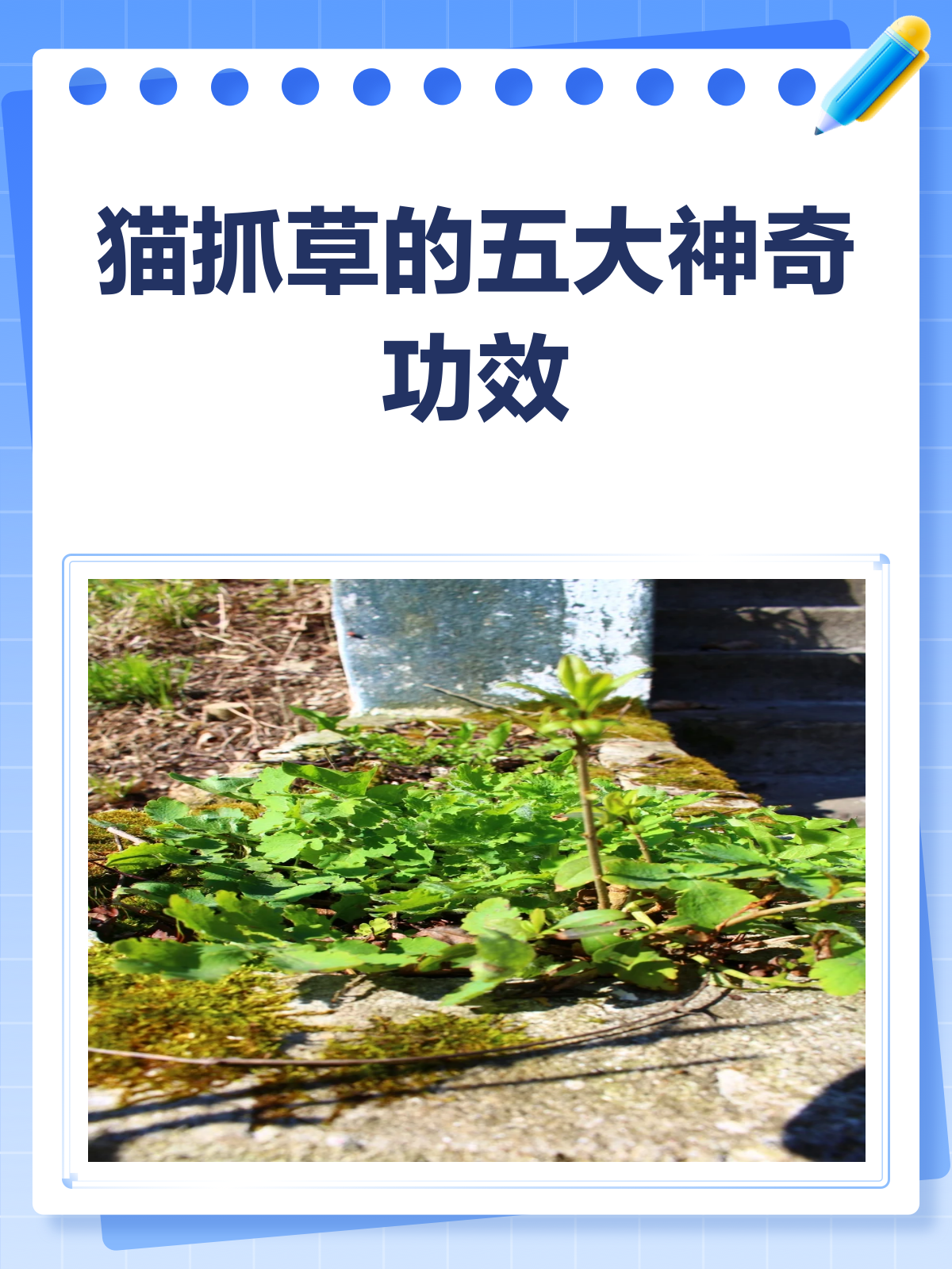 猫抓草药,化痰散结还解毒?功效揭秘!