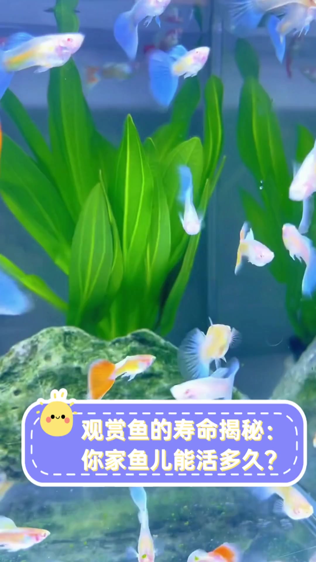 观赏鱼的寿命揭秘:你家鱼儿能活多久?