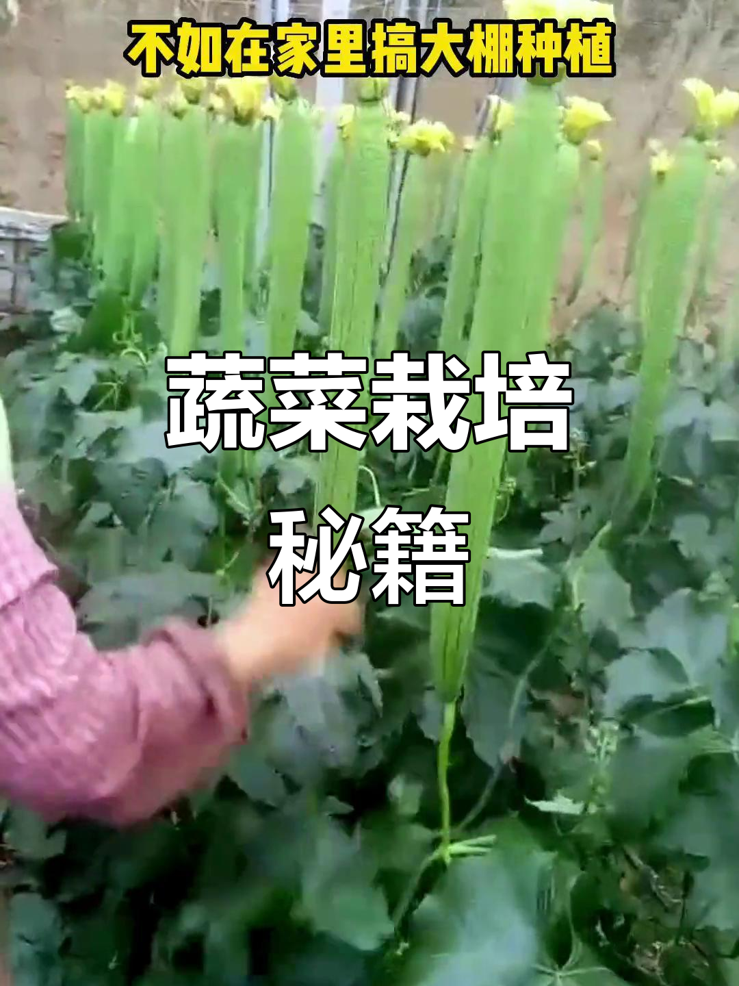 大棚蔬菜种植全攻略,品类丰富,实用技巧一网打尽