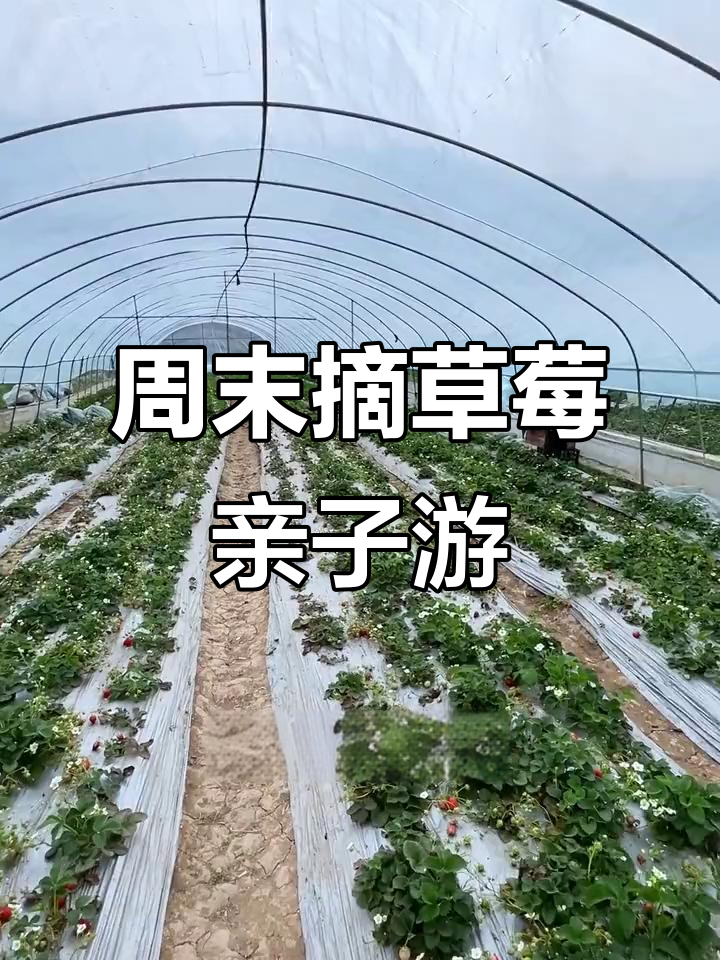 周末亲子时光，草莓采摘园等你来挑战！