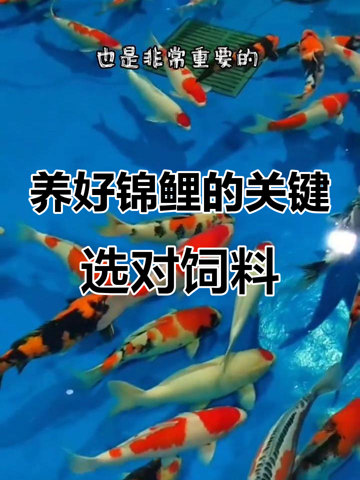 锦鲤饲料选择秘籍,如何挑选最适合的鱼食