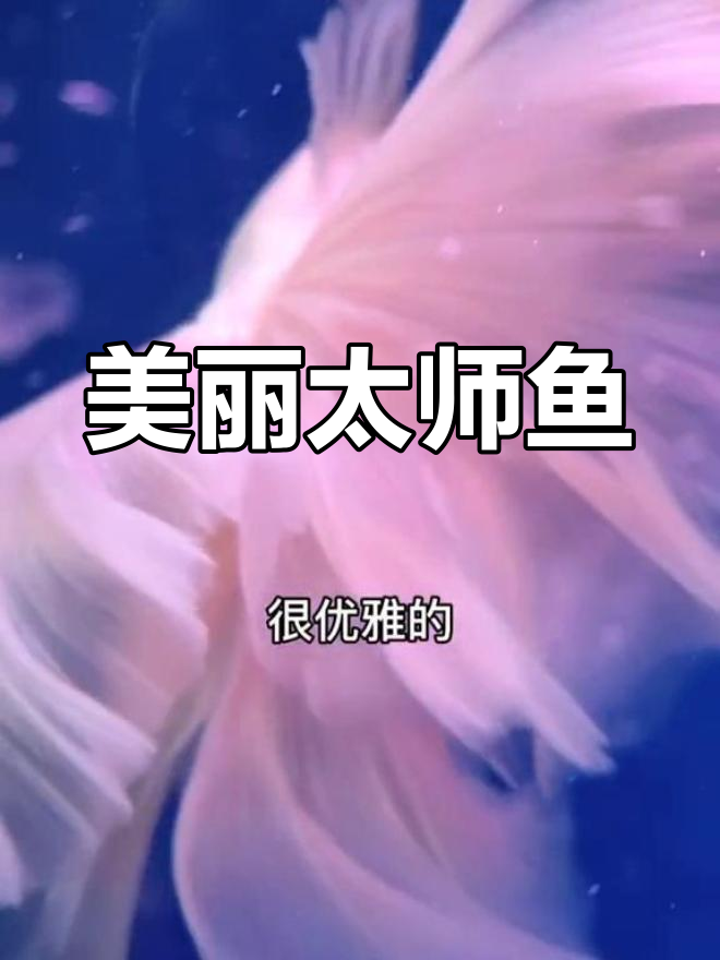 太师金鱼:优雅的百褶裙