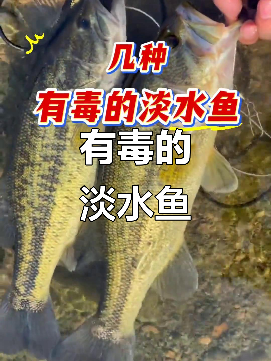 淡水鱼中的“毒物”：这些你绝对不能生食