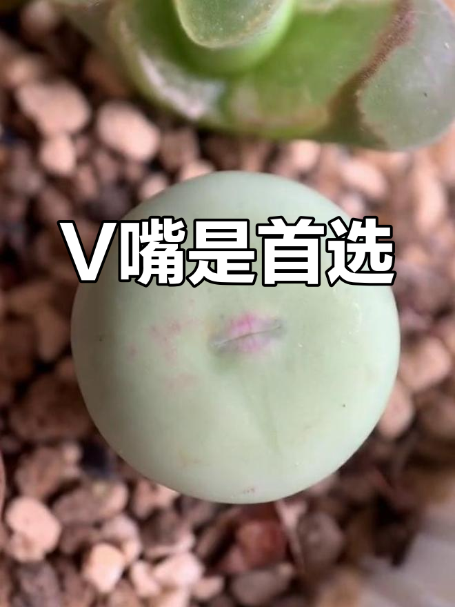鸽子蛋多肉优选品种揭秘