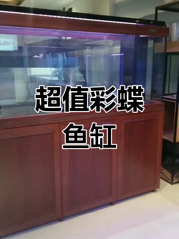 这款彩蝶鱼缸,几千元就能拥有
