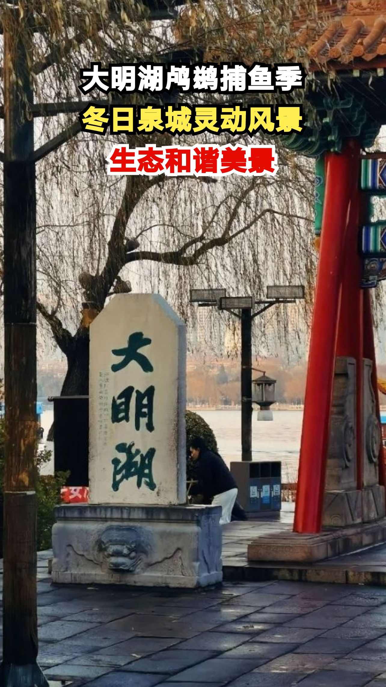 济南大明湖上演鸬鹚捕鱼大战，冬日湖面生机勃勃