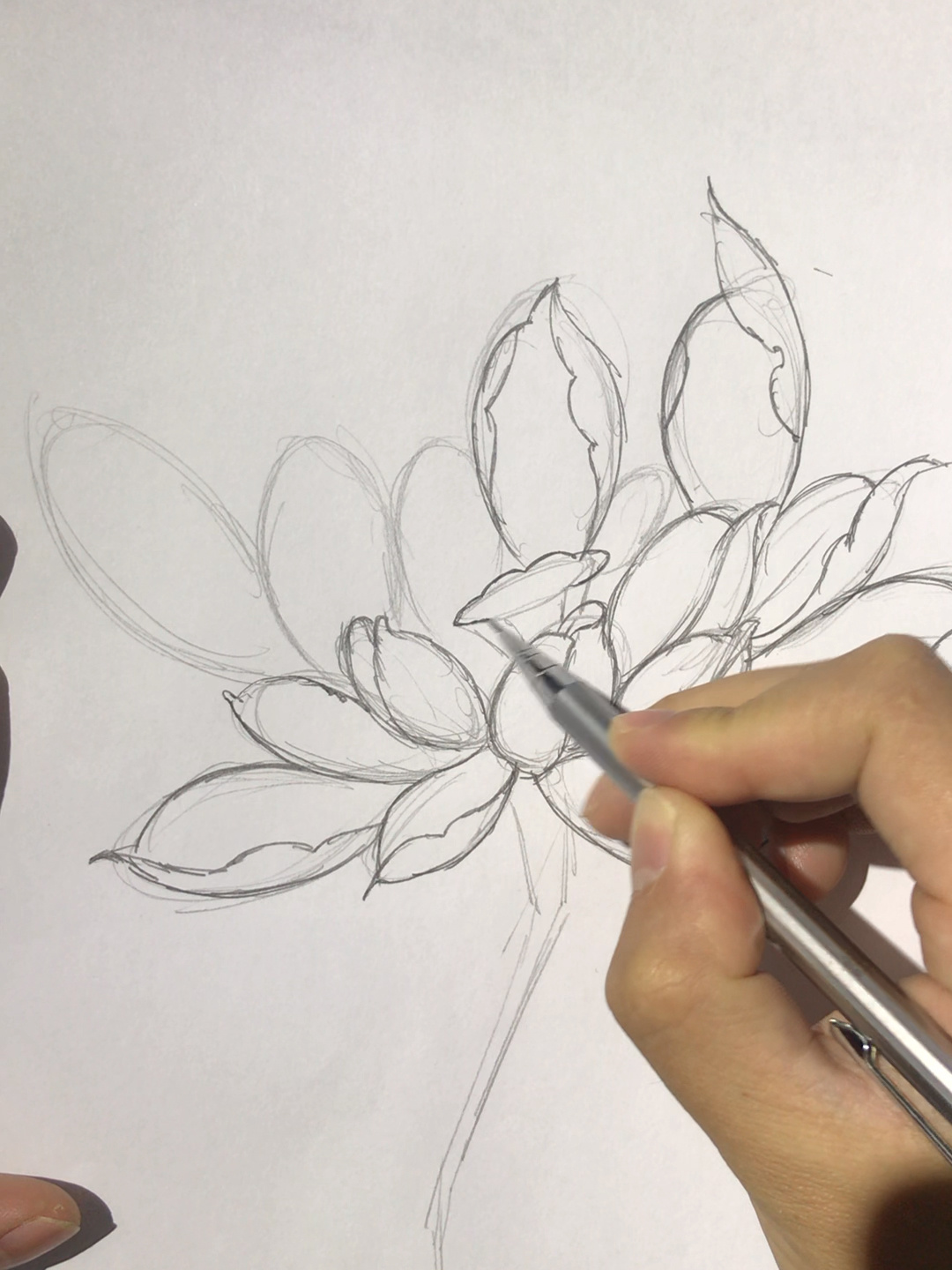 荷花手绘步骤