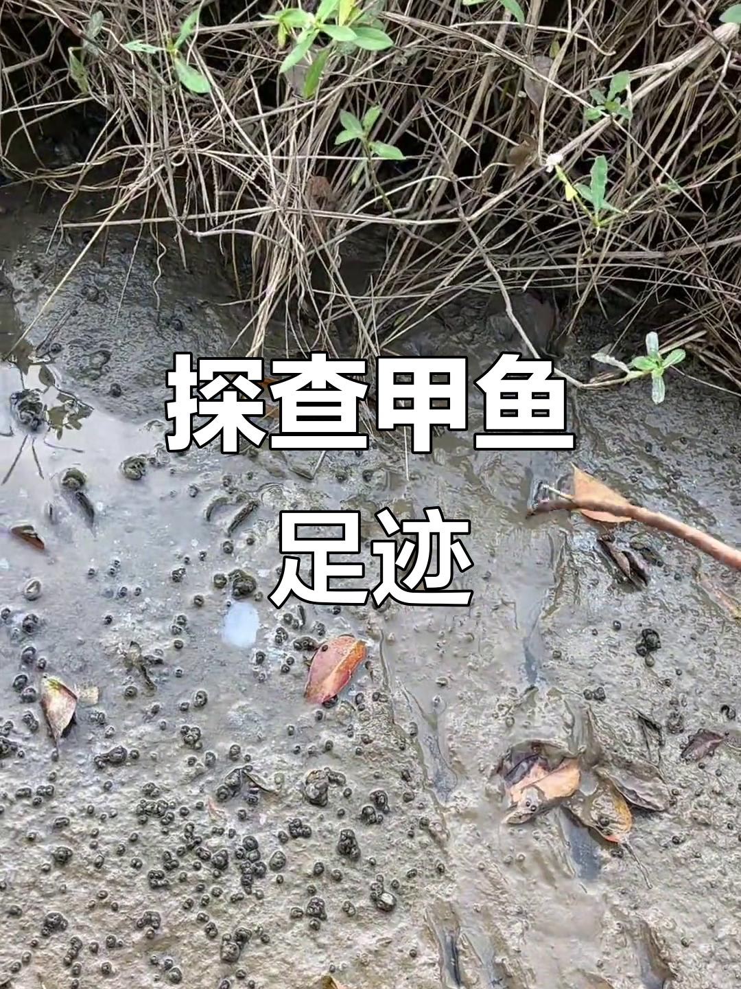 甲鱼脚印大揭秘，暴雨后藏身何处？