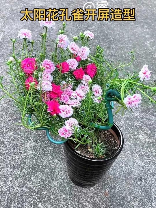 今天又做了一个太阳花孔雀开屏造型 爱生活爱养花种植小技巧爱生活爱养花