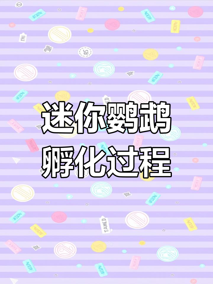 迷你鹦鹉鱼从下卵到孵化的全过程,见证生命的奇迹