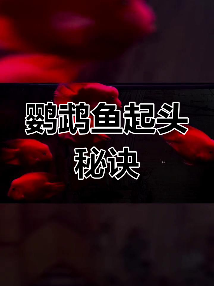 想让鹦鹉鱼头型更美?耐心看完,视频分享干货!