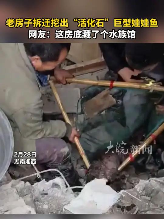 老房子拆迁挖出“活化石”巨型娃娃鱼网友:这房底藏了个水族馆