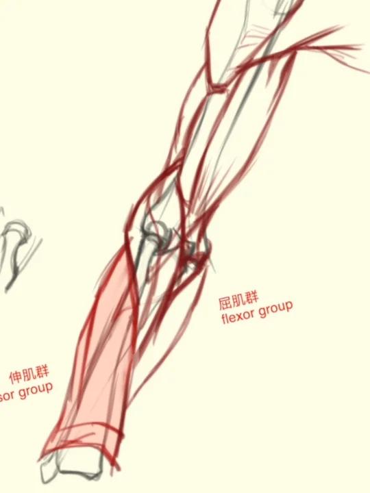 手臂绘制:捕捉手臂肌肉的复杂结构!