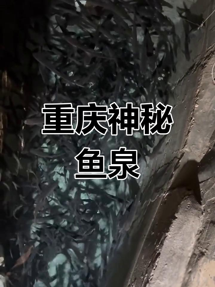 重庆巫溪神奇鱼泉,每天涌出500斤鲜美鱼类