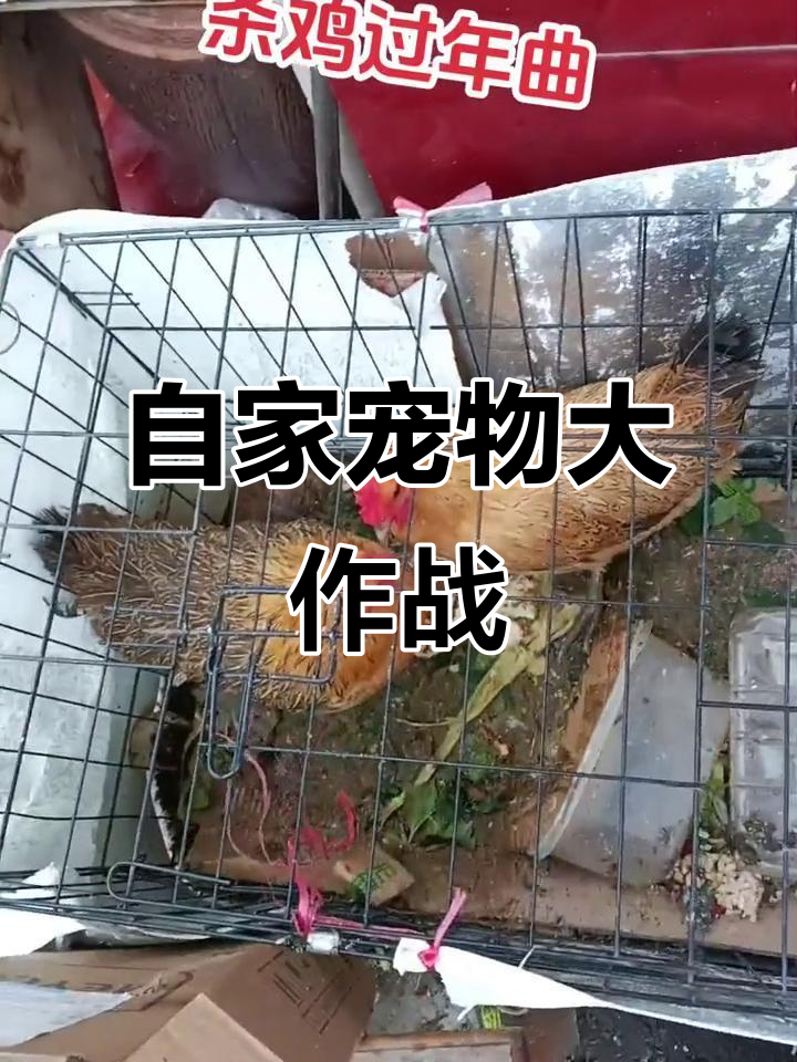 自家养的鸡狗欢乐多,萌馍搞笑演绎日常