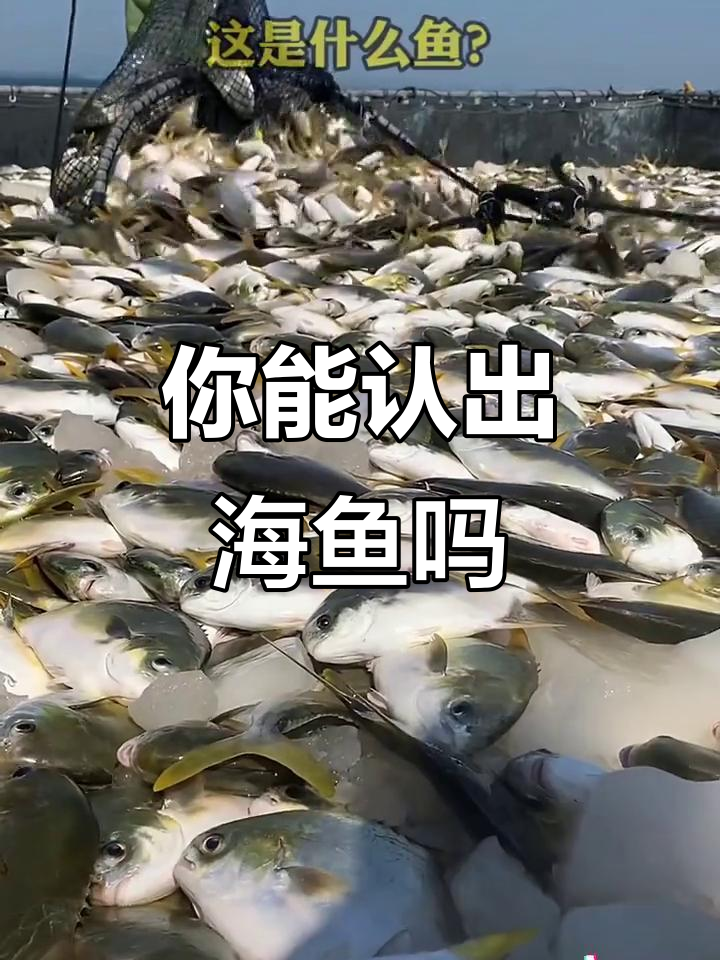 这些海鱼你都能叫出名字吗?从石斑到龙利,一网打尽!