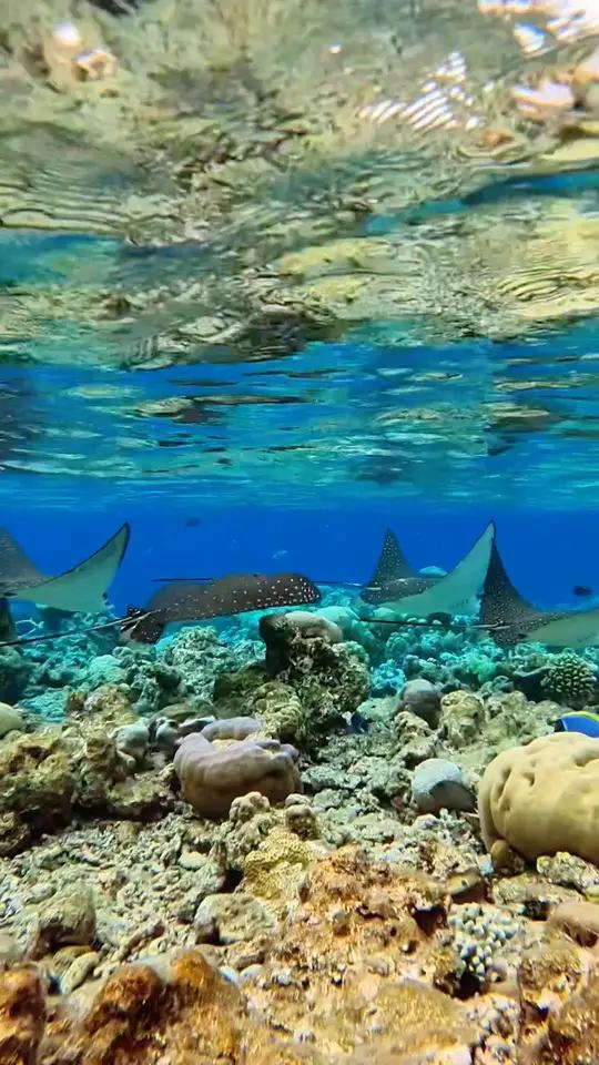 广阔无垠的太平洋,五彩斑斓的海底世界鱼群