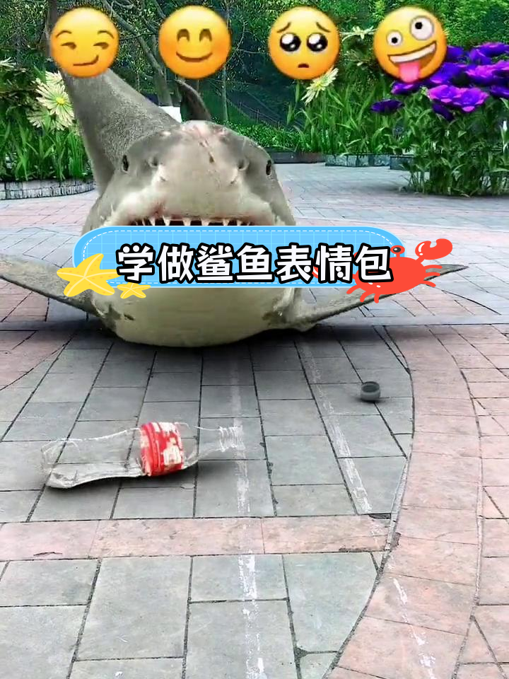 训练250天,终于学会做鲨鱼表情包锁屏