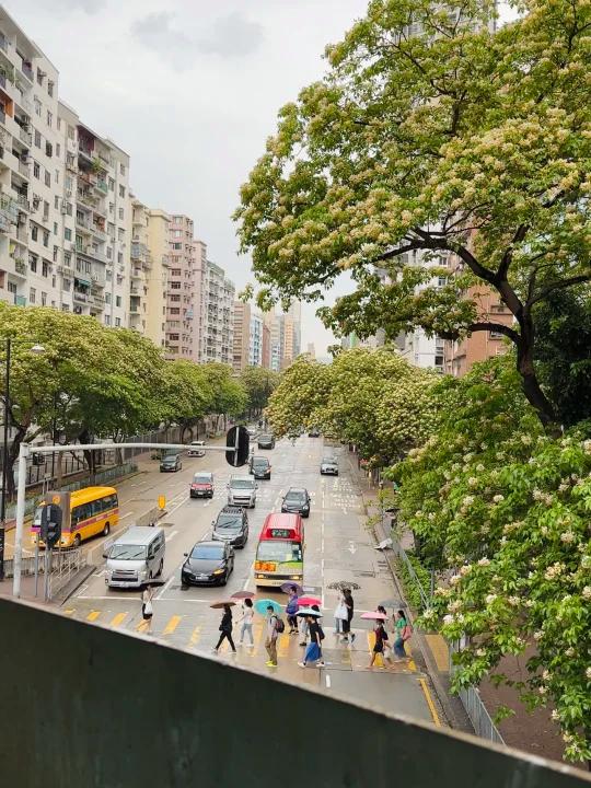 香港的浪漫季节快速出门打卡鱼木花大道
