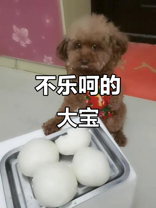 大宝不配合拍照,两个大馒头脸能当封面吗?