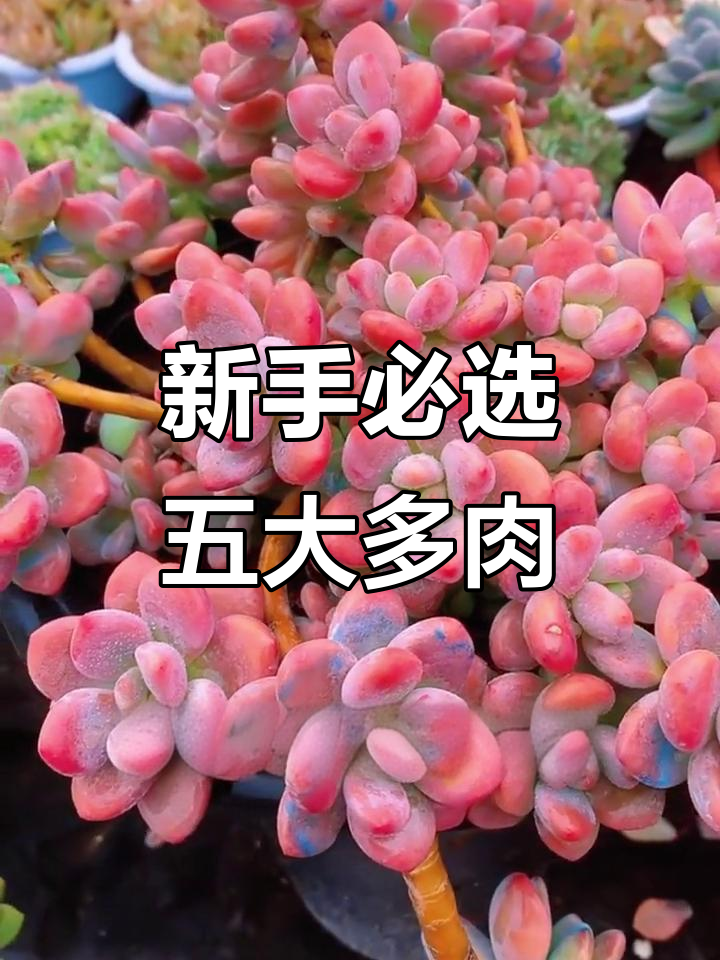 五大最容易养又好看的多肉植物,新手必看!