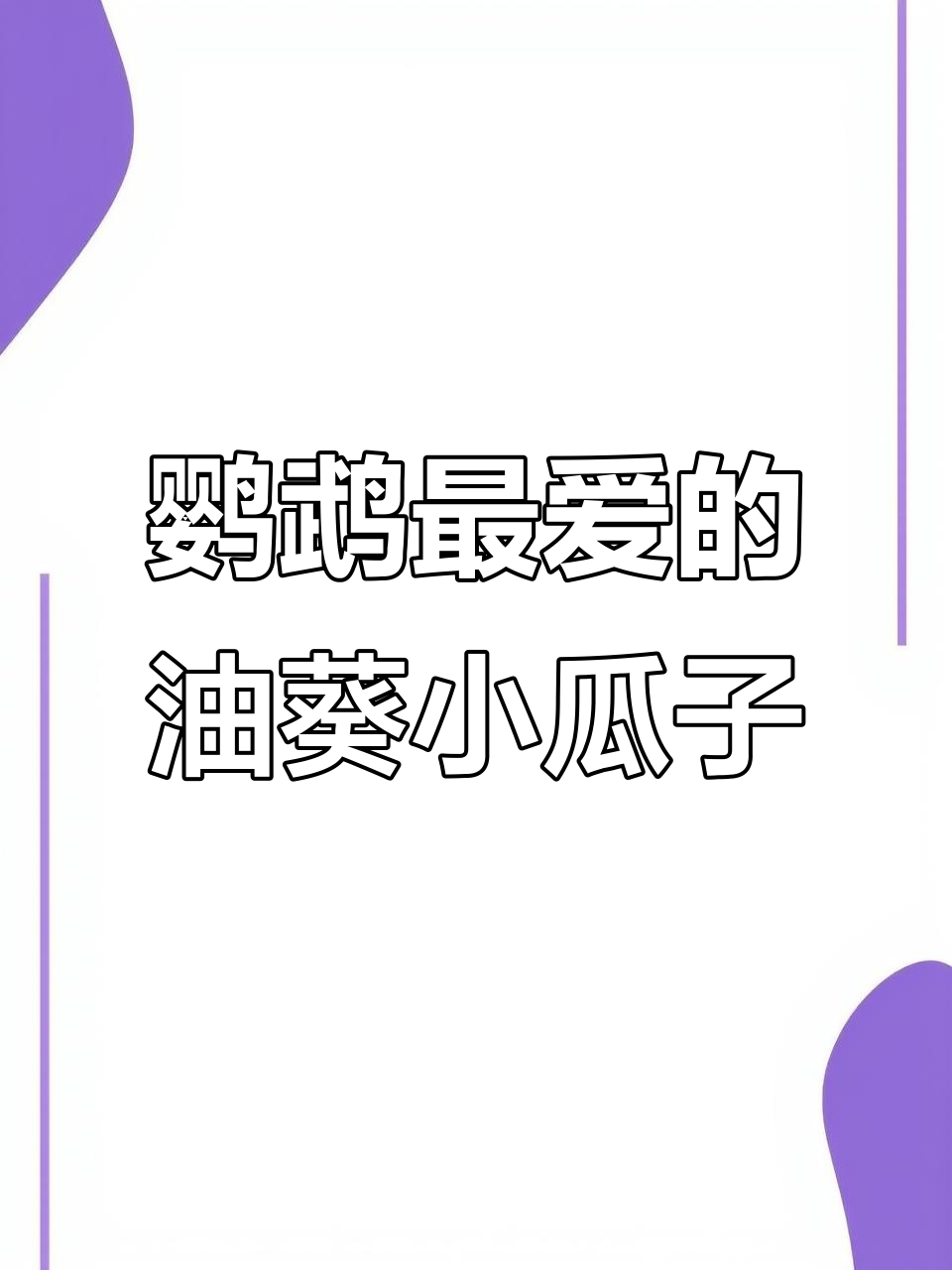 鹦鹉最爱的小瓜子,营养又美味