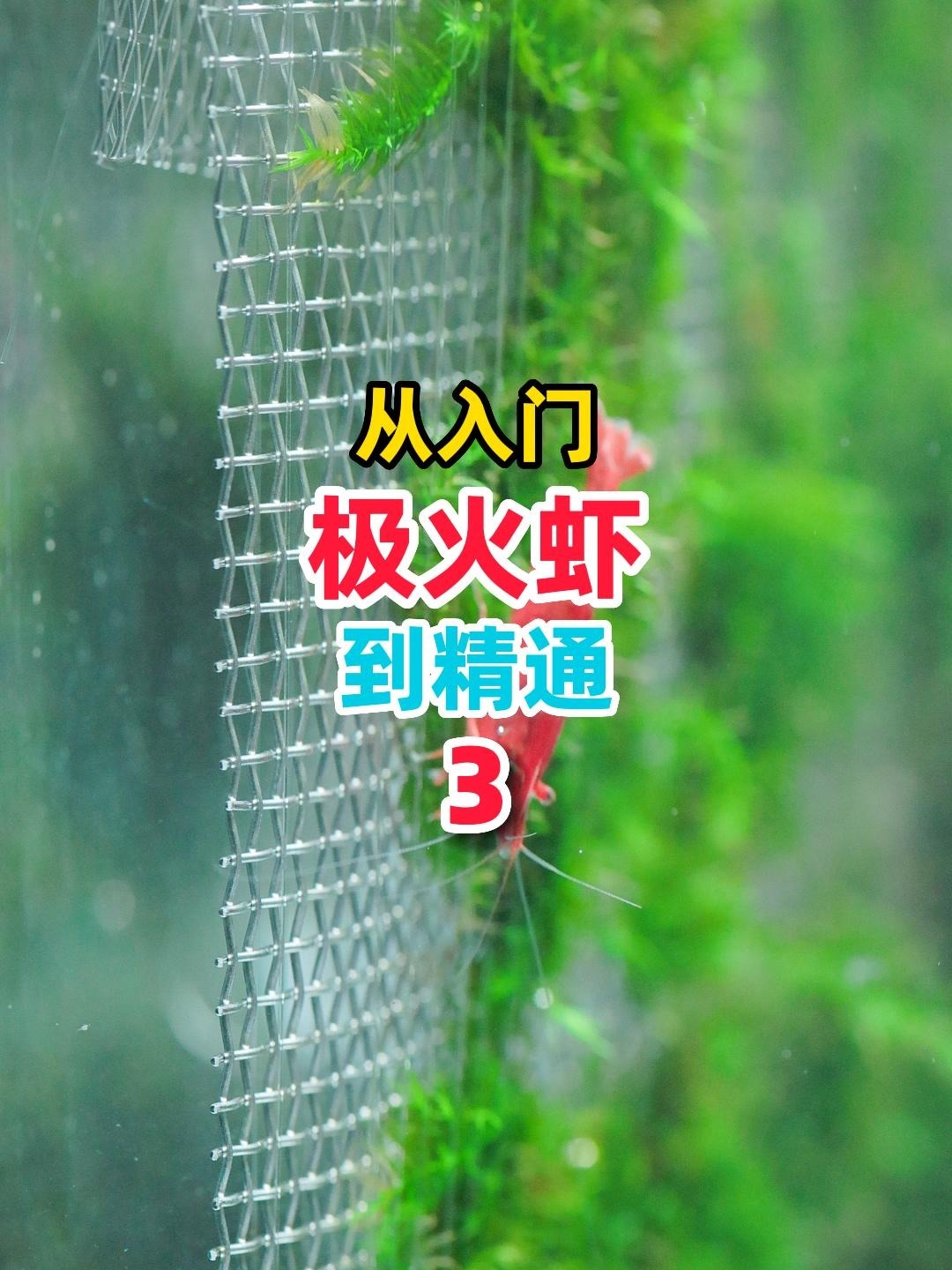 极火虾繁殖缸开缸教学,简单又细节