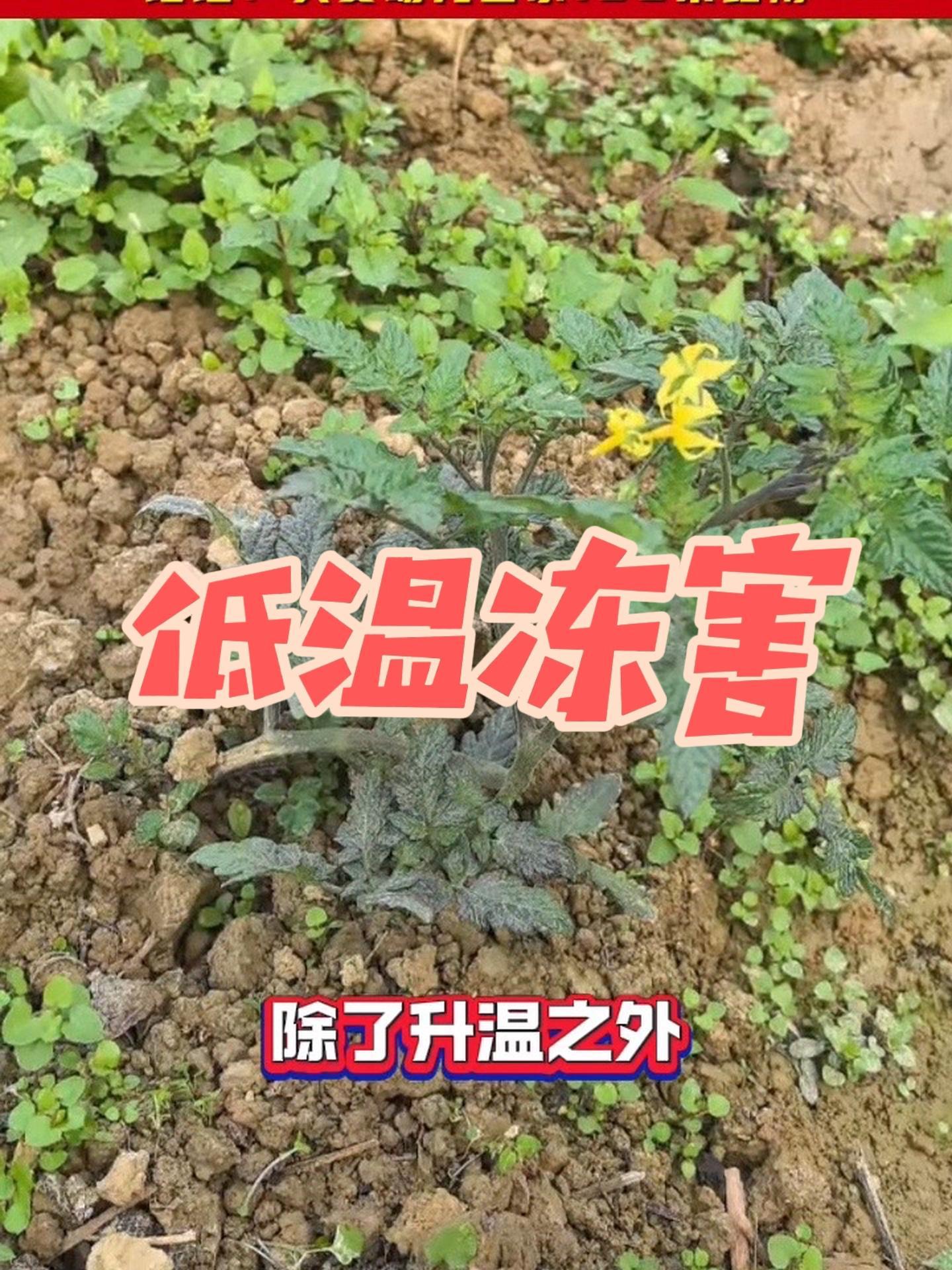 番茄出现低温冻害,应该怎么办?蔬菜种植 病虫害防治 蔬菜大棚 黄瓜种植 西红柿种植