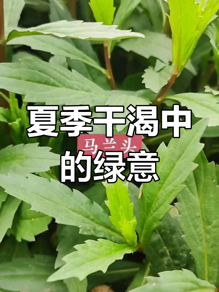 北方初夏干旱,但野菜依然茁壮成长