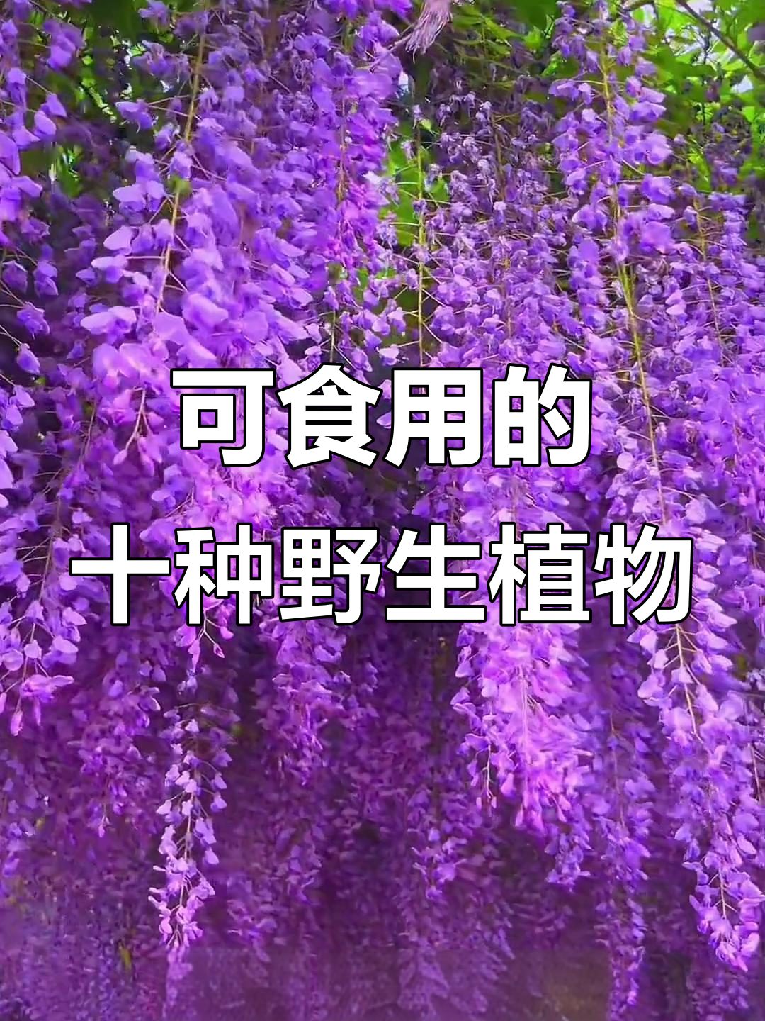 10种常见可食用野菜,做法大揭秘