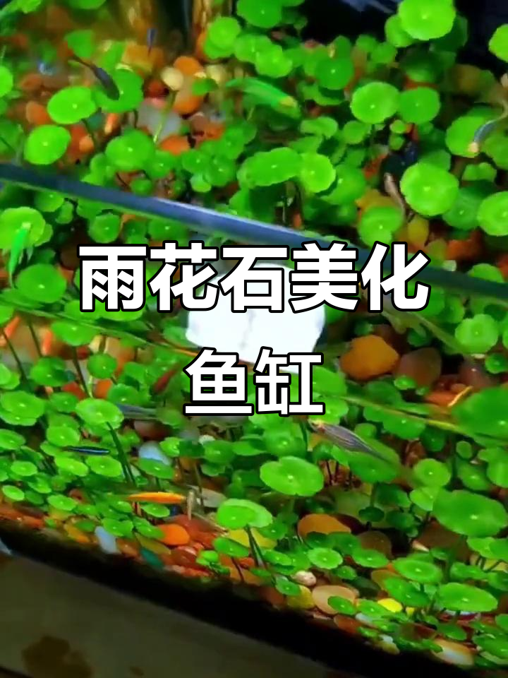 鱼缸造景必备!晶莹剔透的雨花石让盆栽和鱼缸更美