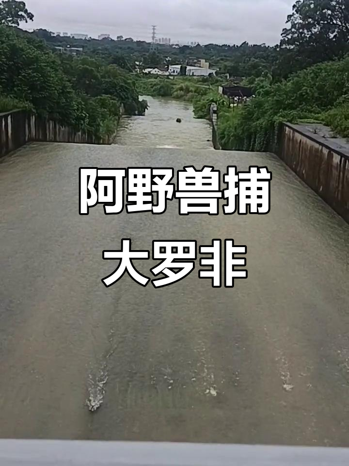 水库排洪惊现大罗非鱼,阿野兽勇捉巨型头鱼