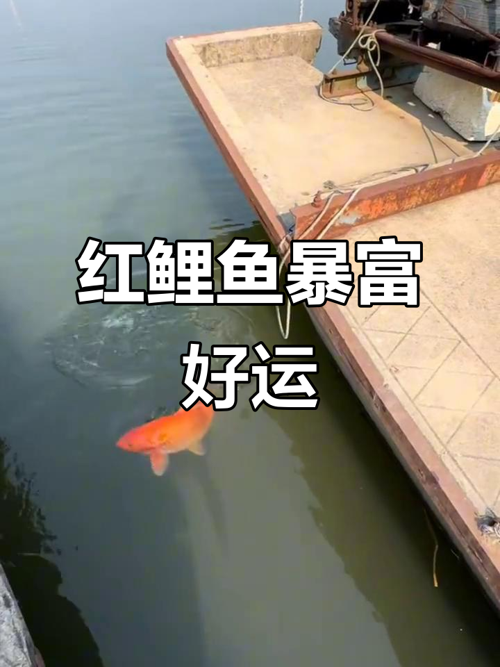 钓红鲤鱼大吉大利,七八斤重的大河猛货