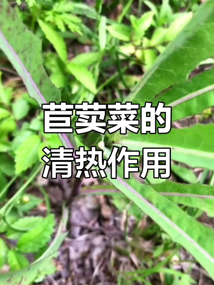 苣荬菜:苦味野菜的清热功效与采摘技巧
