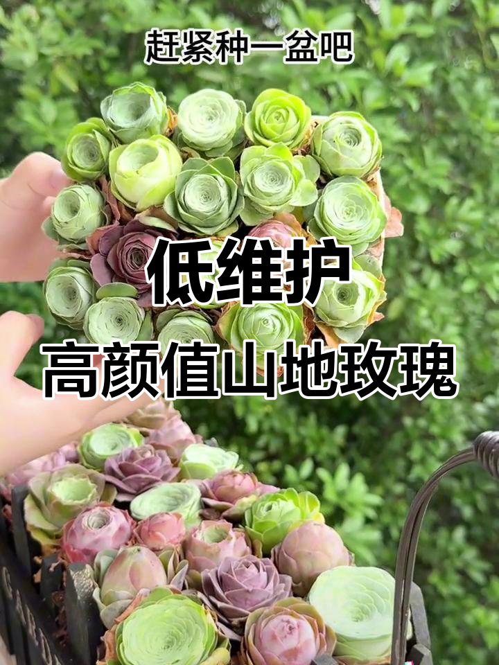 山地玫瑰多肉:美丽又低养护,适合懒人养爆盆