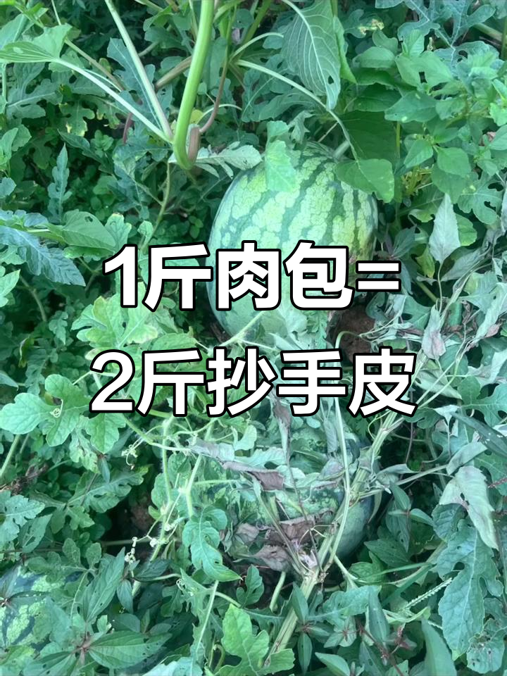 一斤肉包能变两斤抄手皮,秘诀大揭秘