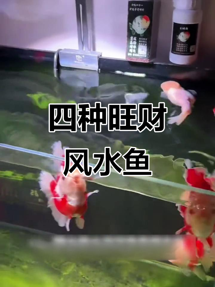 风水鱼四大选择,金鱼、龙鱼、锦鲤与鹦鹉鱼的财运寓意
