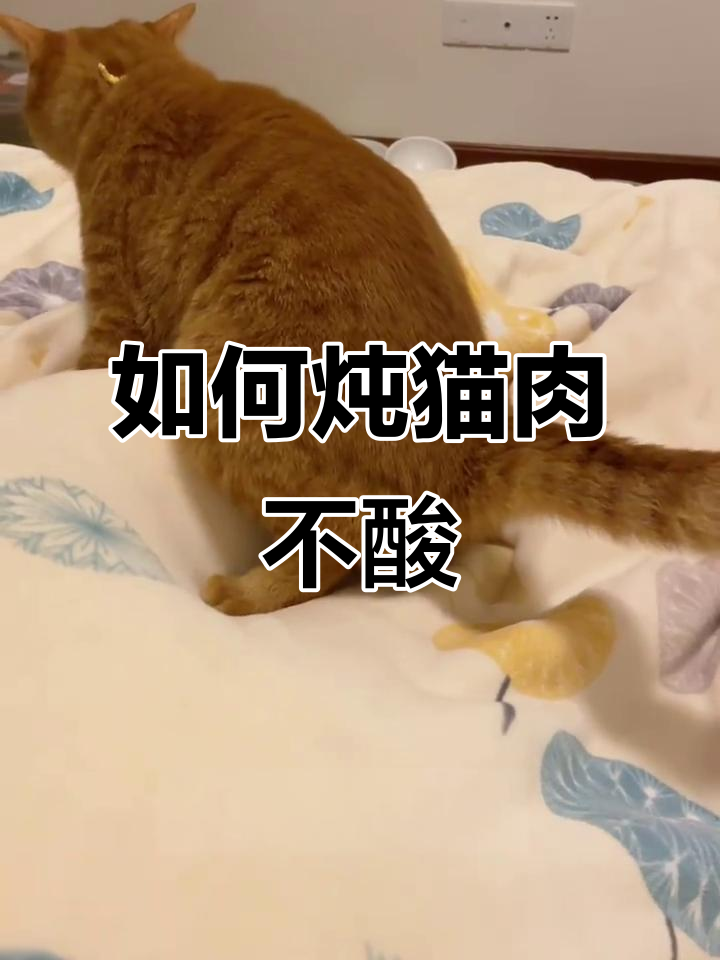 猫肉炖汤不酸的秘诀,快来学!