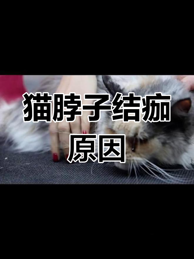 猫咪脖子上结痂,可能是皮肤病或外伤引起的