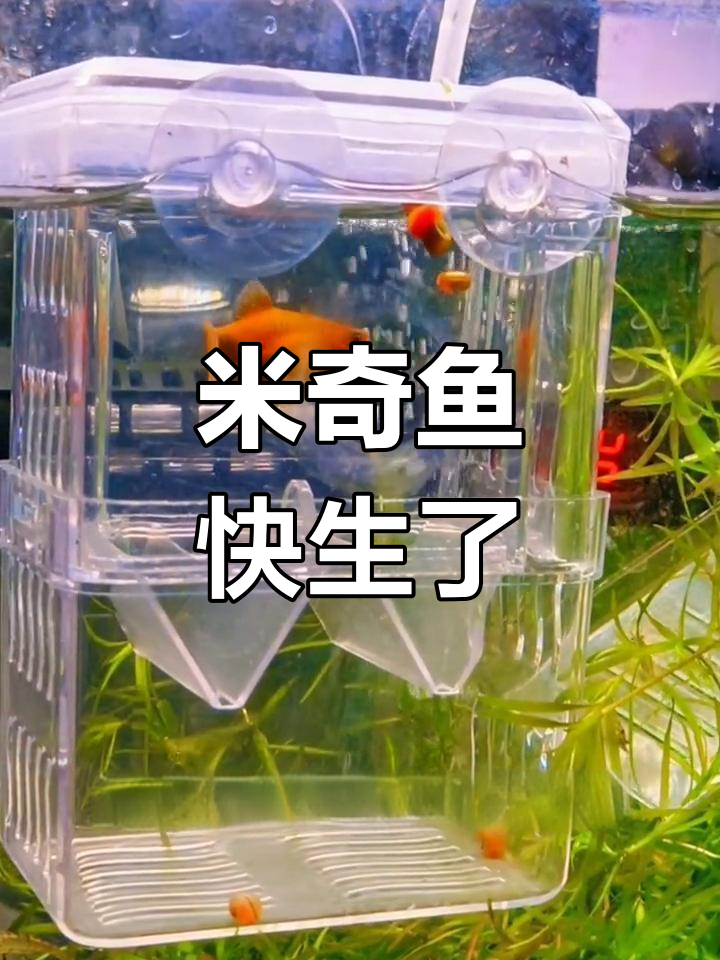 米奇鱼即将生产,隔离盒保护小鱼安全