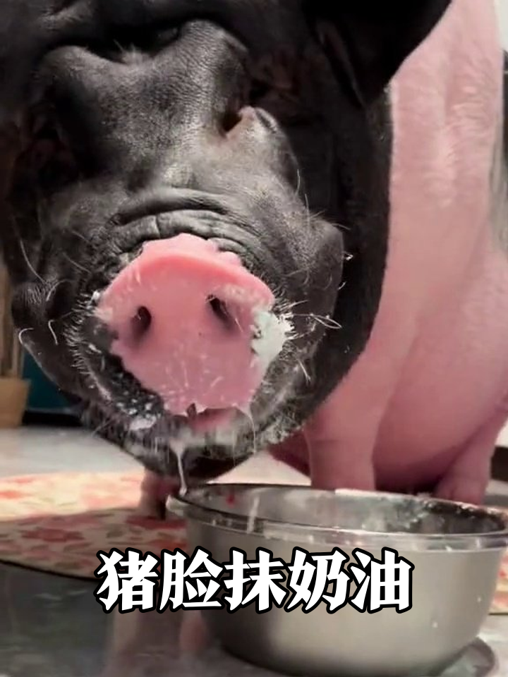 猪过生日狂炫蛋糕,奶油糊脸舔碗底,兄弟猪赶来蹭席!