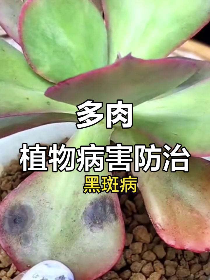 多肉植物常见病害大揭秘:白粉、黑斑、炭疽等如何防治?