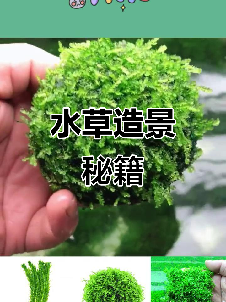 鱼缸造景,沉木与莫丝搭配,打造幽静水族世界