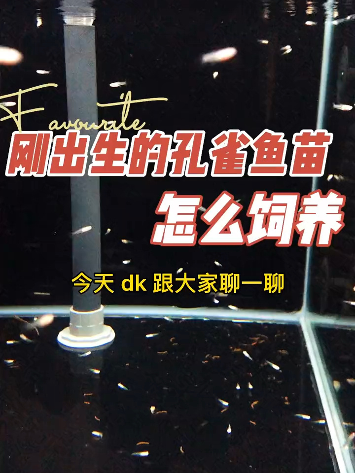 孔雀鱼苗要怎么喂养