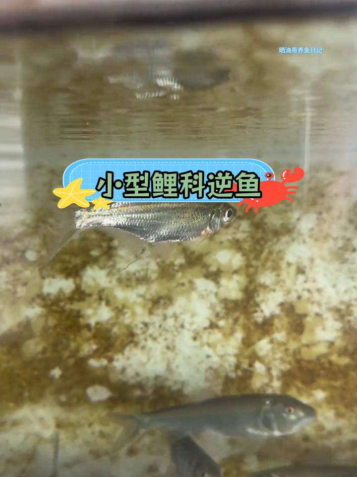 逆鱼:长江水系的小型鱼类