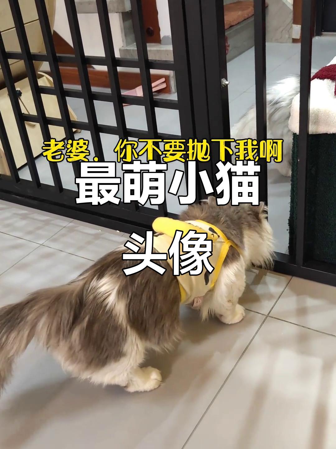 小猫萌态百出,超可爱头像来袭
