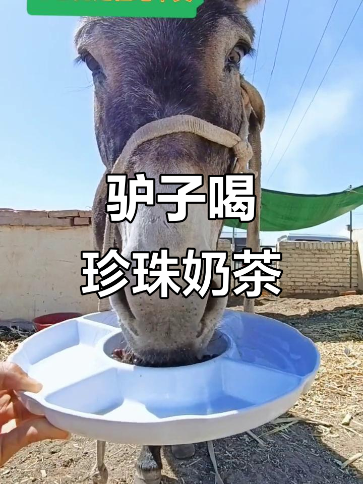 宠物驴挑战珍珠奶茶,表情超搞笑