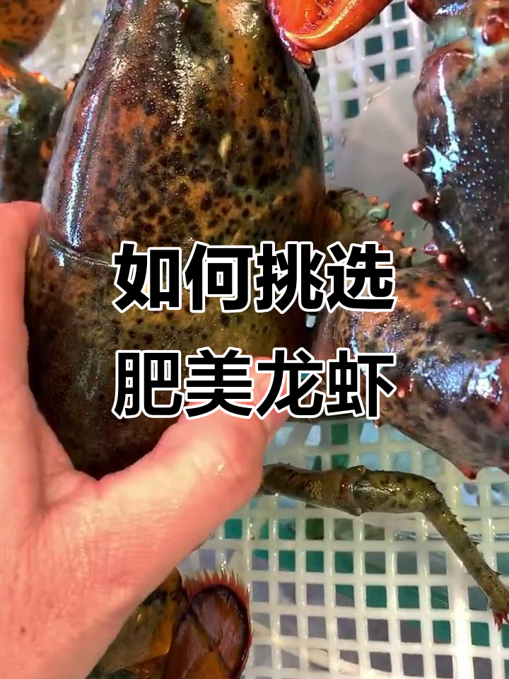 波士顿龙虾挑选技巧，公母区别大揭秘