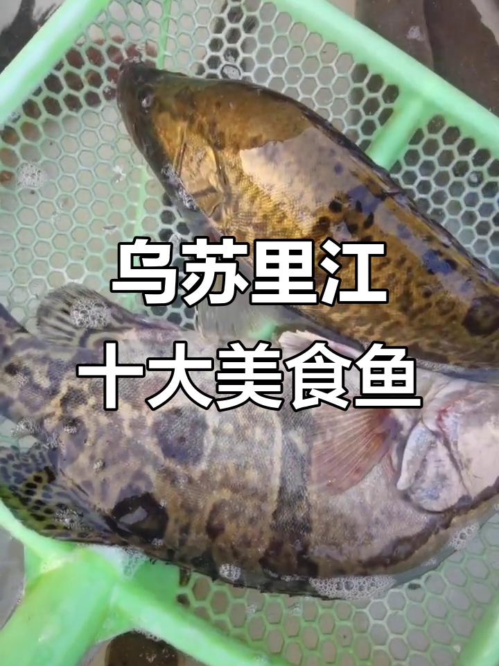 乌苏里江十种美味鱼,清蒸红烧炖汤样样行